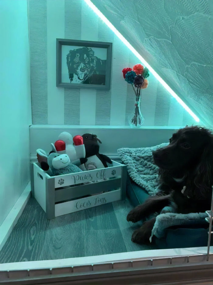 Woman Builds A Cozy Room Under The Stairs For Her Dog And The Pooch Loves It So Much That She Refuses To Leave