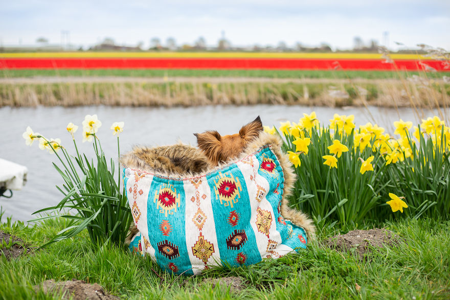 We Found Out My Traumatized Rescue Dog Feels Happy Among Flowers, So We Bring Her To All The Fields We Can Find (22 Pics) We Found Out My Traumatized Rescue Dog Feels Happy Among Flowers, So We Bring Her To All The Fields We Can Find (22 Pics)