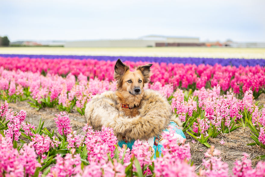 We Found Out My Traumatized Rescue Dog Feels Happy Among Flowers, So We Bring Her To All The Fields We Can Find (22 Pics)