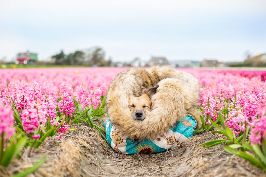 We Found Out My Traumatized Rescue Dog Feels Happy Among Flowers, So We Bring Her To All The Fields We Can Find (22 Pics)