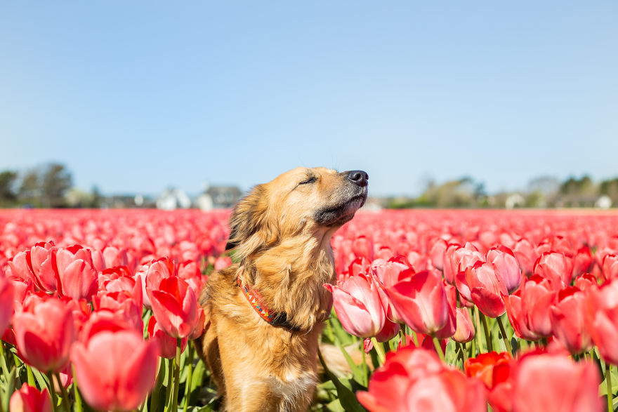 We Found Out My Traumatized Rescue Dog Feels Happy Among Flowers, So We Bring Her To All The Fields We Can Find (22 Pics) We Found Out My Traumatized Rescue Dog Feels Happy Among Flowers, So We Bring Her To All The Fields We Can Find (22 Pics)