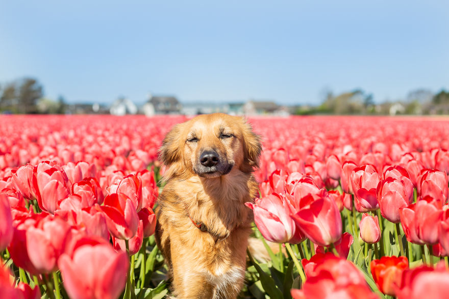 We Found Out My Traumatized Rescue Dog Feels Happy Among Flowers, So We Bring Her To All The Fields We Can Find (22 Pics) We Found Out My Traumatized Rescue Dog Feels Happy Among Flowers, So We Bring Her To All The Fields We Can Find (22 Pics)
