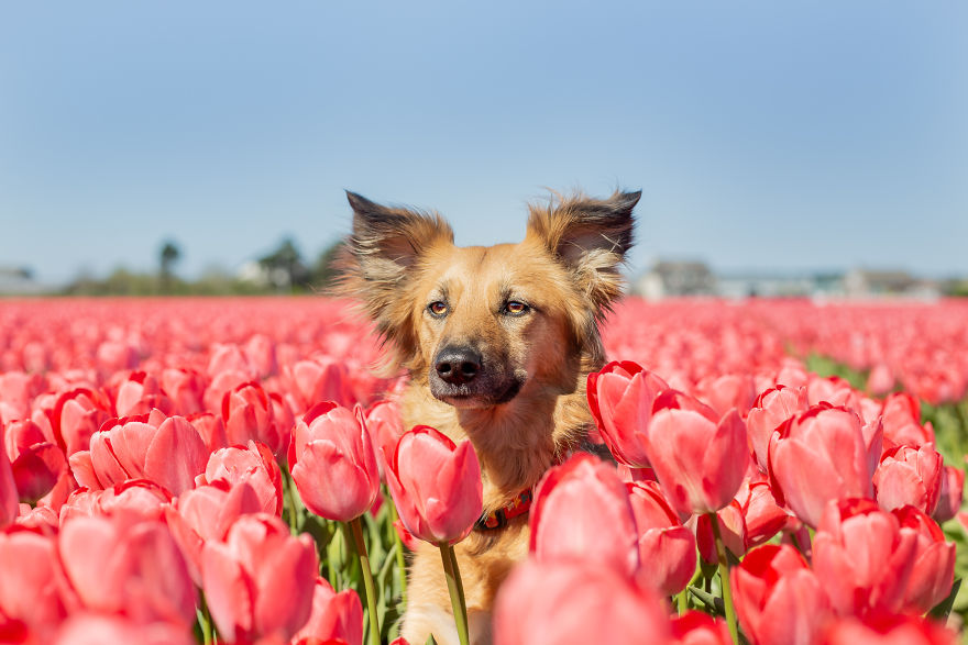 We Found Out My Traumatized Rescue Dog Feels Happy Among Flowers, So We Bring Her To All The Fields We Can Find (22 Pics) We Found Out My Traumatized Rescue Dog Feels Happy Among Flowers, So We Bring Her To All The Fields We Can Find (22 Pics)