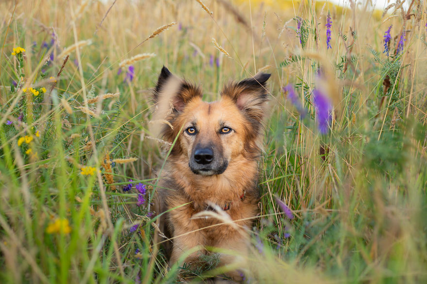 We Found Out My Traumatized Rescue Dog Feels Happy Among Flowers, So We Bring Her To All The Fields We Can Find (22 Pics)