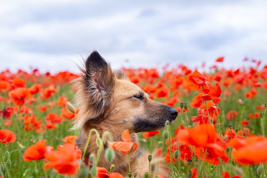 We Found Out My Traumatized Rescue Dog Feels Happy Among Flowers, So We Bring Her To All The Fields We Can Find (22 Pics) We Found Out My Traumatized Rescue Dog Feels Happy Among Flowers, So We Bring Her To All The Fields We Can Find (22 Pics)