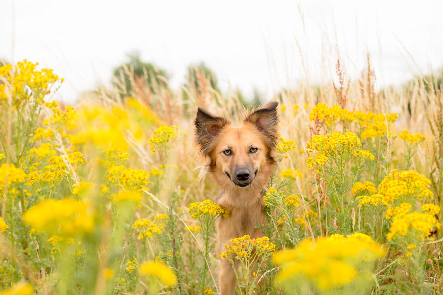 We Found Out My Traumatized Rescue Dog Feels Happy Among Flowers, So We Bring Her To All The Fields We Can Find (22 Pics)