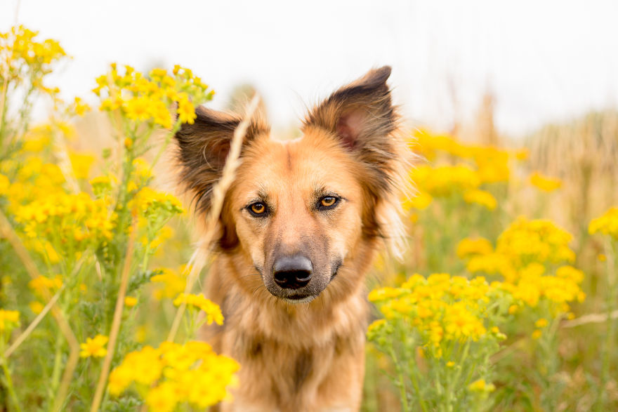 We Found Out My Traumatized Rescue Dog Feels Happy Among Flowers, So We Bring Her To All The Fields We Can Find (22 Pics)
