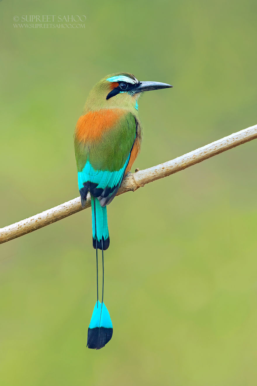 Turquoise-Browed Motmot