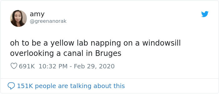 After 'The Most Photographed Dog In Bruges' Passes Away, People Are Sharing Photos Of Him Throughout The Years After 'The Most Photographed Dog In Bruges' Passes Away, People Are Sharing Photos Of Him Throughout The Years