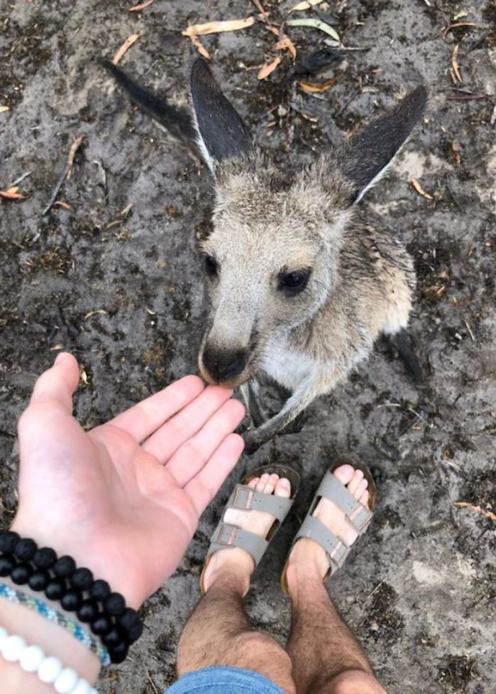 Man Gets Drunk On New Year's Eve And Adopts A Baby Kangaroo, Realizes It Months Later Man Gets Drunk On New Year's Eve And Adopts A Baby Kangaroo, Realizes It Months Later