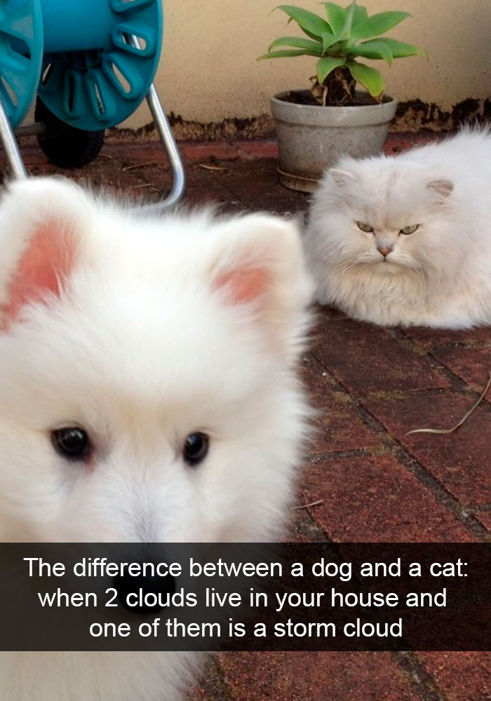 Cat-Snapchat-Funny