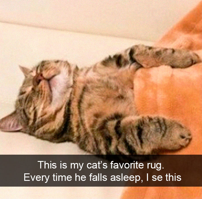 Cat-Snapchat-Funny
