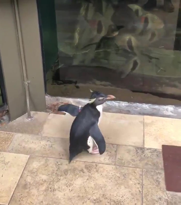 After Closing Down, This Aquarium Lets Its Penguins Go On A 'Field Trip' After Closing Down, This Aquarium Lets Its Penguins Go On A 'Field Trip'