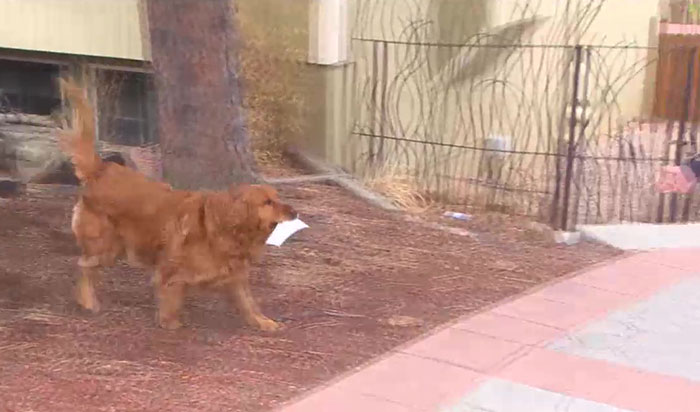 After This Elderly Woman With Respiratory Problems Had To Self-Isolate, Her Neighbor's Dog Started To Deliver Groceries To Her