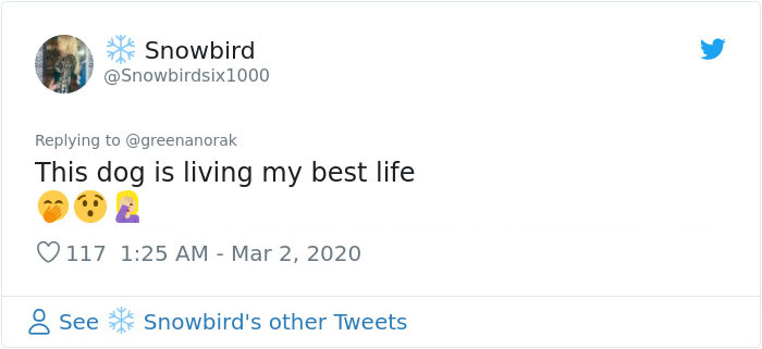 After 'The Most Photographed Dog In Bruges' Passes Away, People Are Sharing Photos Of Him Throughout The Years