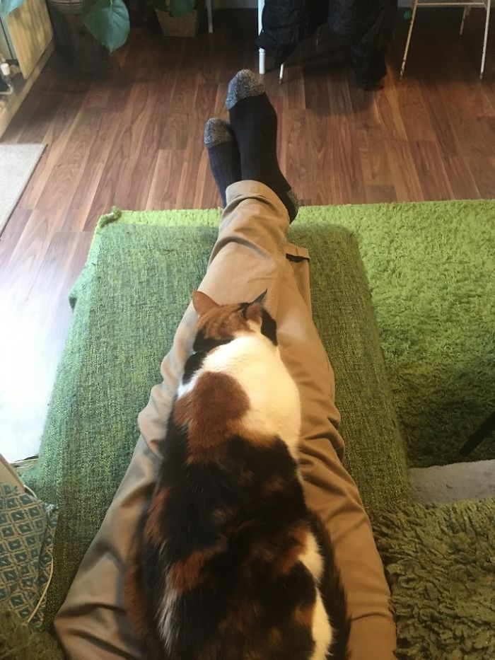 Couple Trick Their Super Clingy Cat By Creating A Fake Lap For Her To Sit On And She Loves It