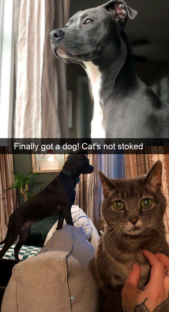 Cat-Snapchat-Funny