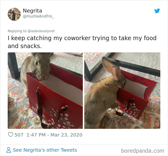 Working-From-Home-Quarantine-Pet-Co-Worker-Photos