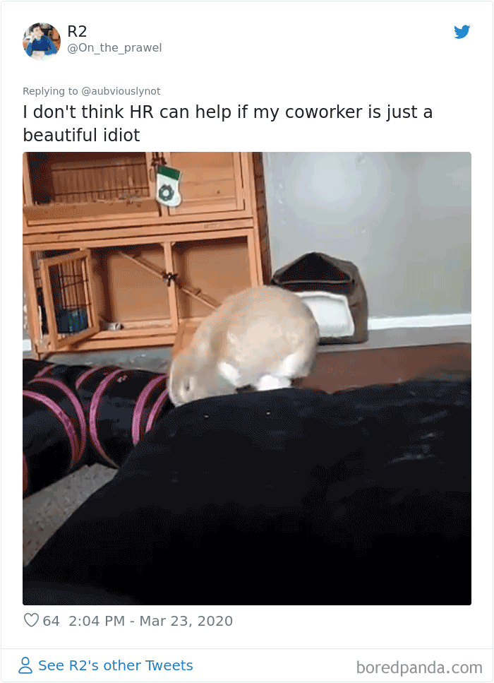 Working-From-Home-Quarantine-Pet-Co-Worker-Photos