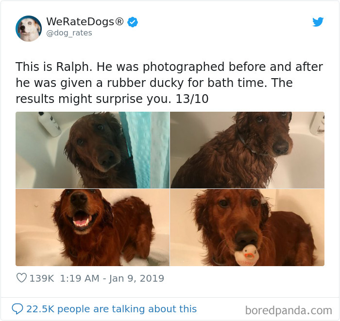 We Rate Dogs