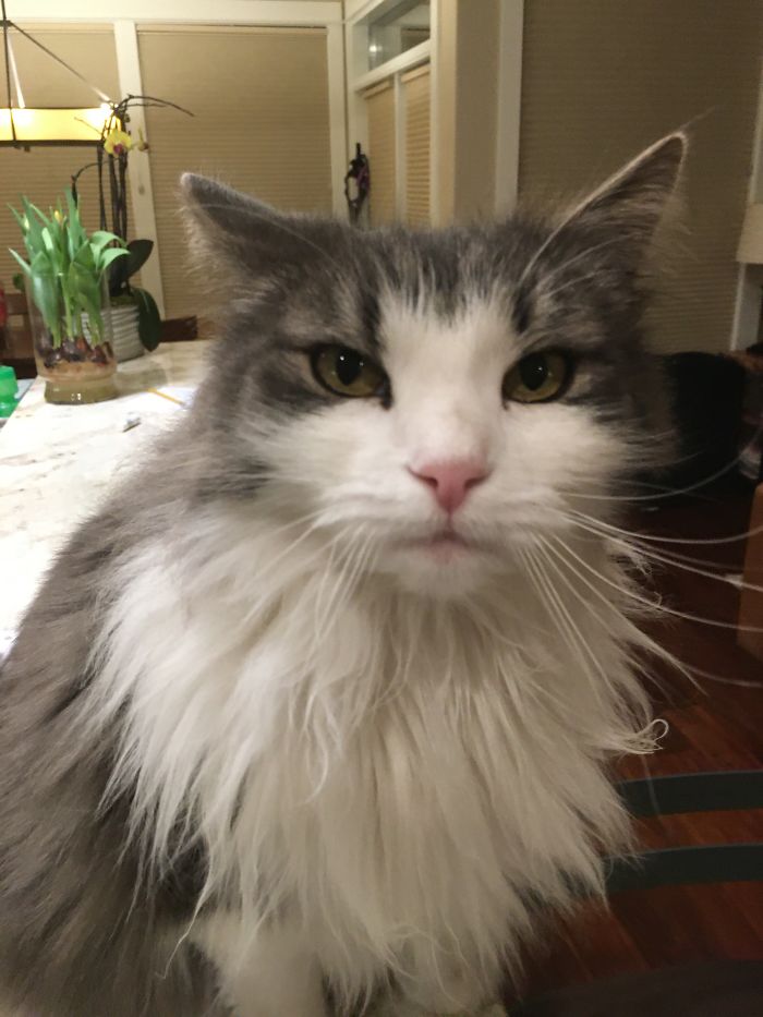 Hooman Work Can Wait, Pet Me Already!