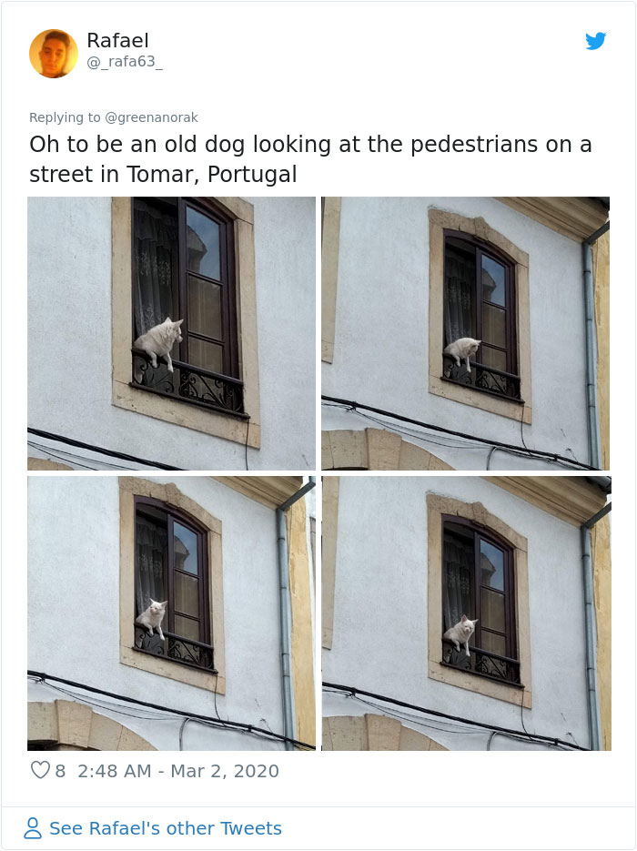 After 'The Most Photographed Dog In Bruges' Passes Away, People Are Sharing Photos Of Him Throughout The Years After 'The Most Photographed Dog In Bruges' Passes Away, People Are Sharing Photos Of Him Throughout The Years