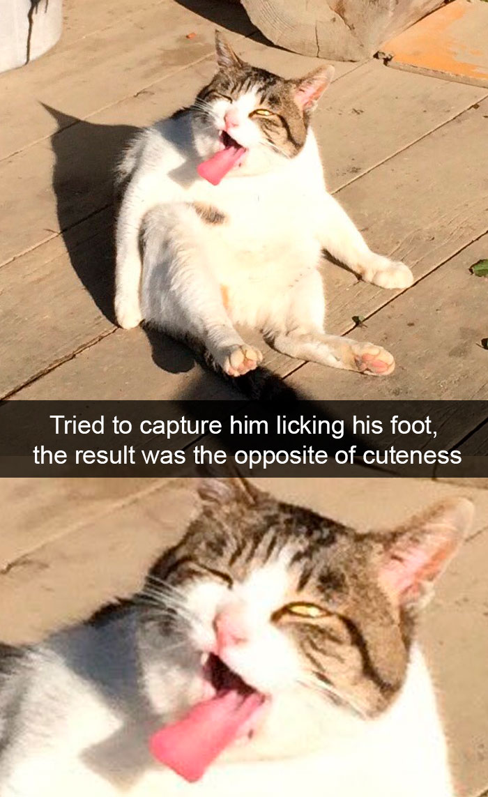 Cat-Snapchat-Funny