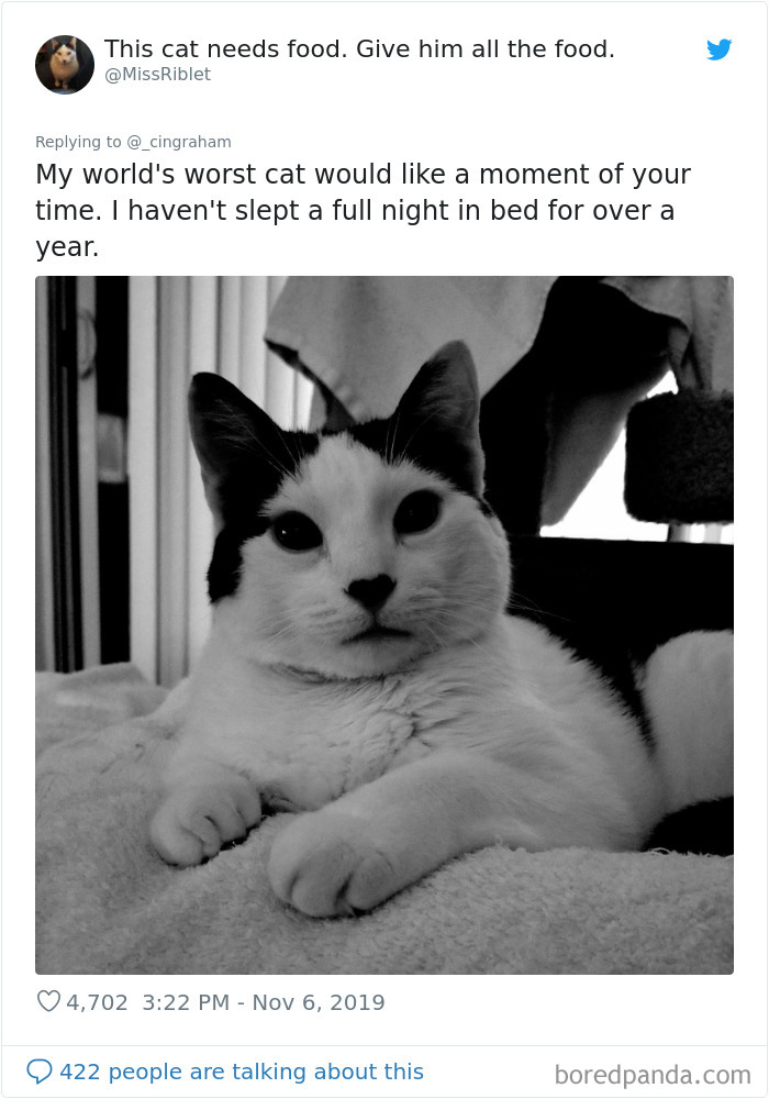 World-Worst-Cats-Christopher-Ingraham