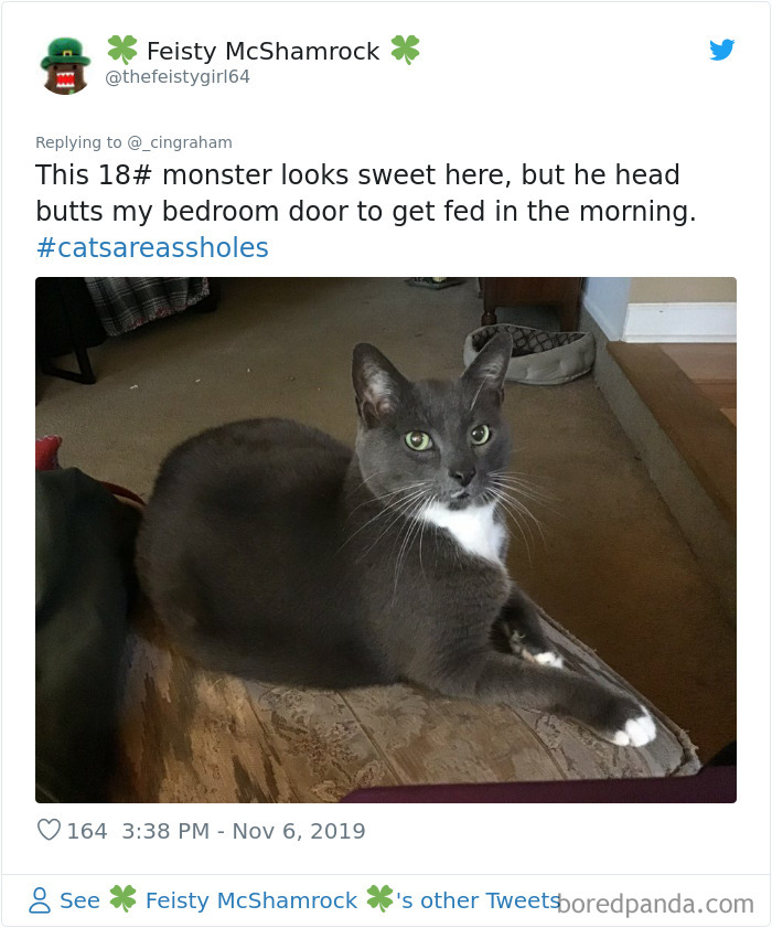 World-Worst-Cats-Christopher-Ingraham