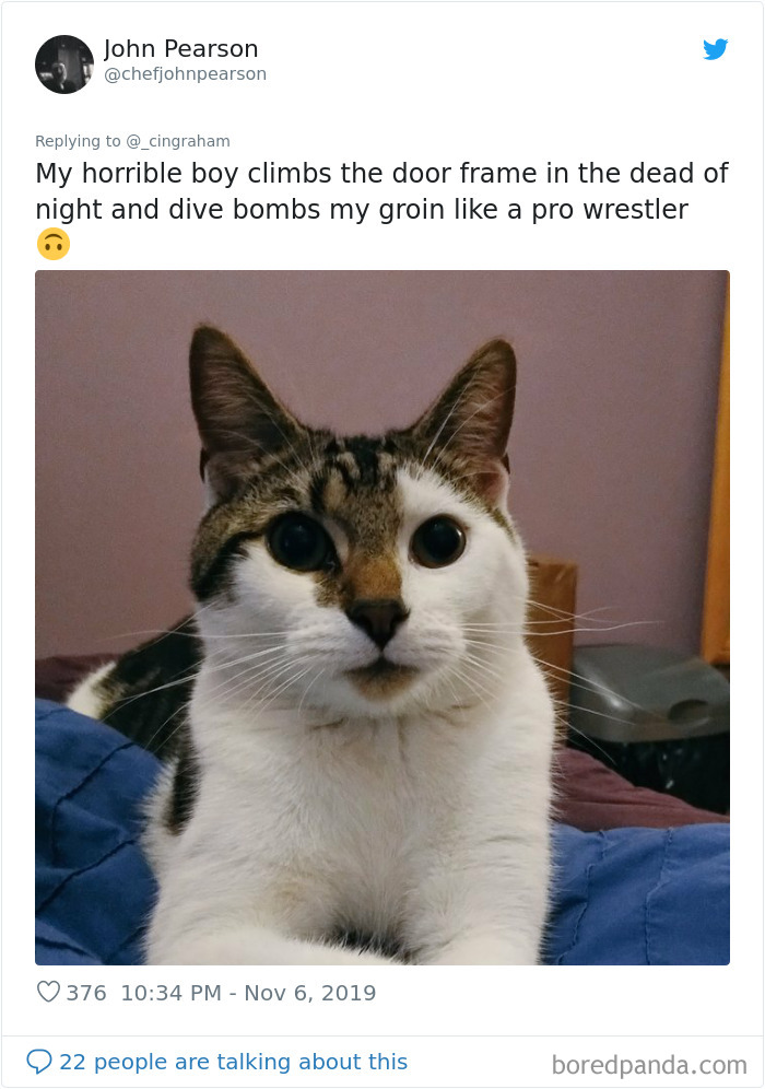 World-Worst-Cats-Christopher-Ingraham