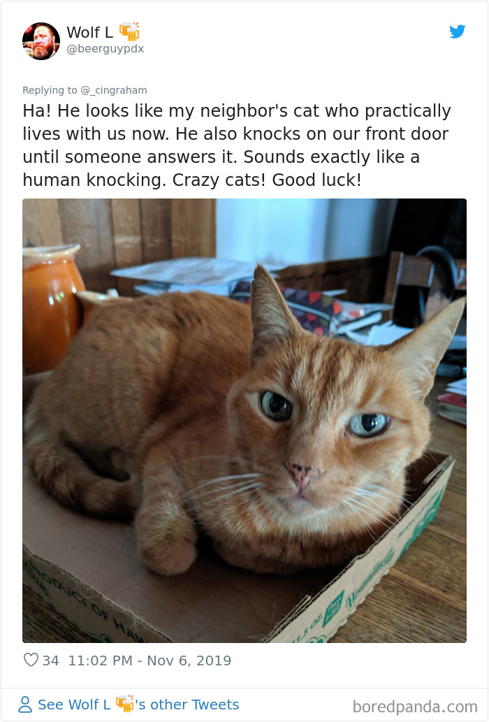 World-Worst-Cats-Christopher-Ingraham