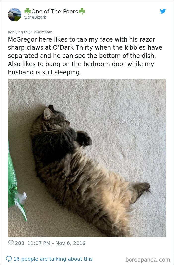 World-Worst-Cats-Christopher-Ingraham