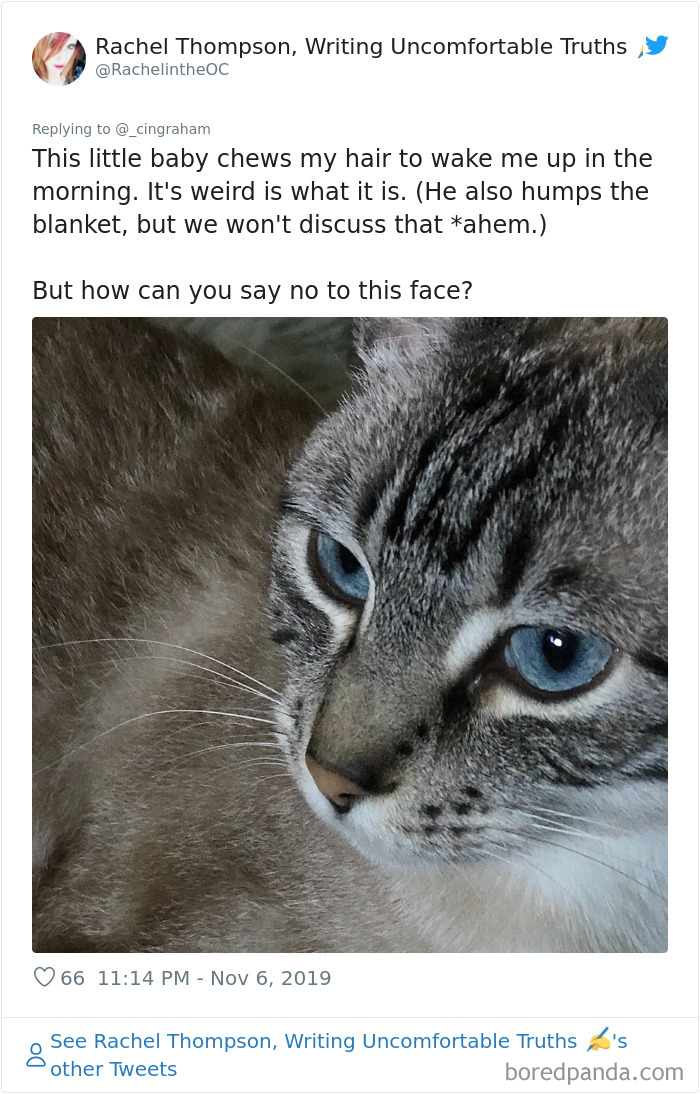 World-Worst-Cats-Christopher-Ingraham