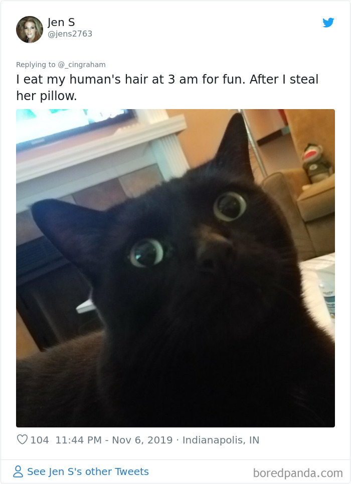 World-Worst-Cats-Christopher-Ingraham