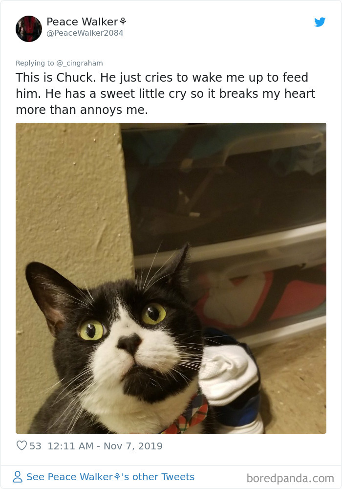 World-Worst-Cats-Christopher-Ingraham