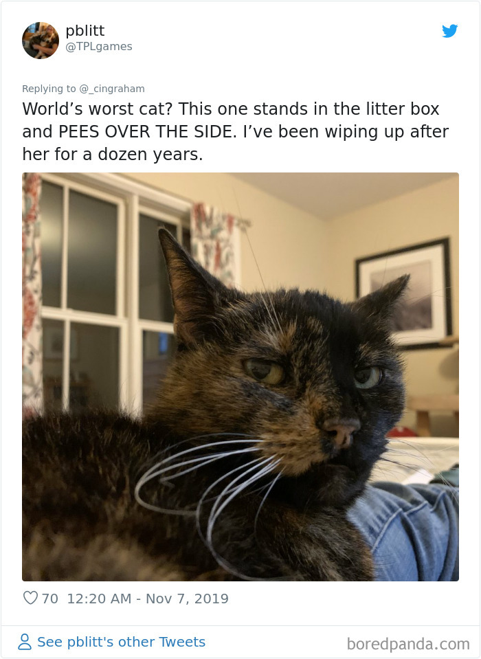 World-Worst-Cats-Christopher-Ingraham