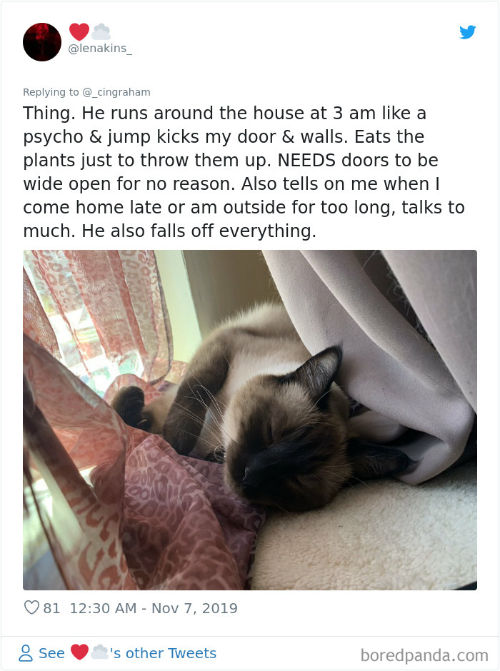 World-Worst-Cats-Christopher-Ingraham