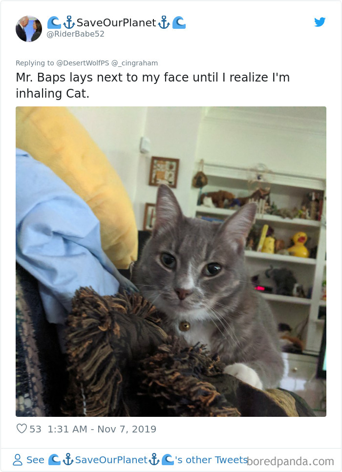 World-Worst-Cats-Christopher-Ingraham