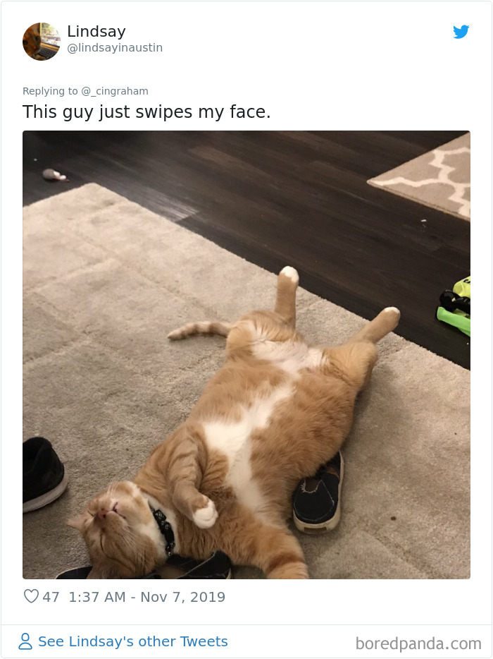 World-Worst-Cats-Christopher-Ingraham