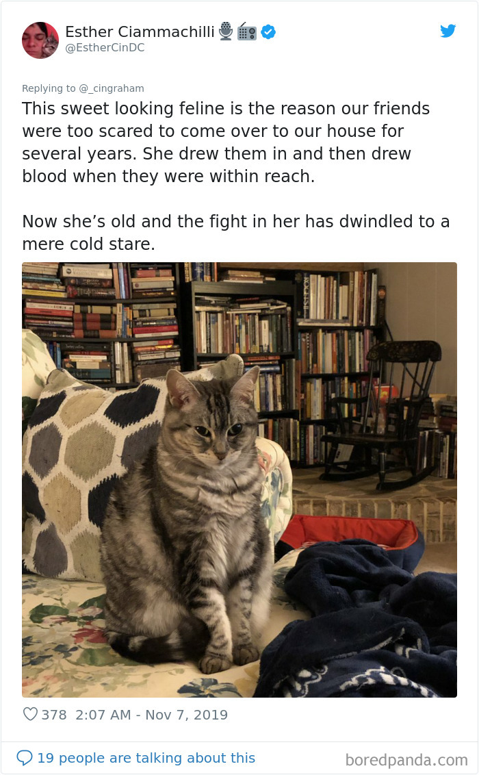 World-Worst-Cats-Christopher-Ingraham