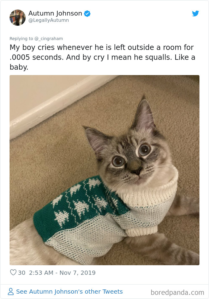 World-Worst-Cats-Christopher-Ingraham