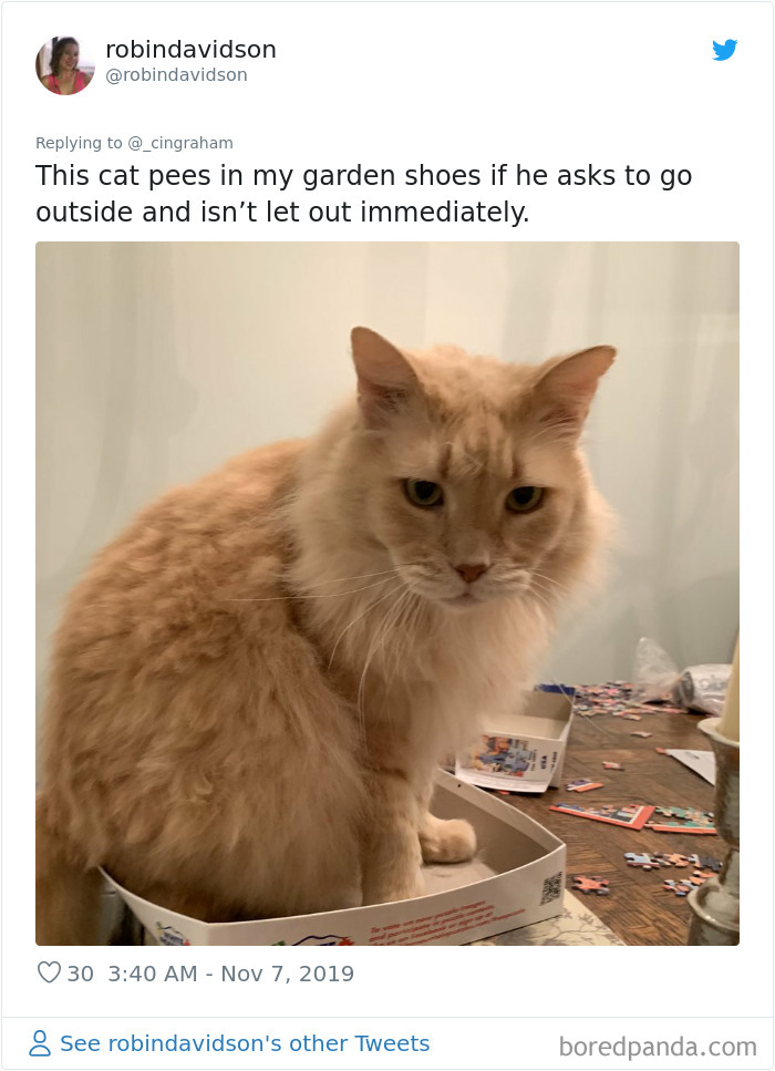 World-Worst-Cats-Christopher-Ingraham