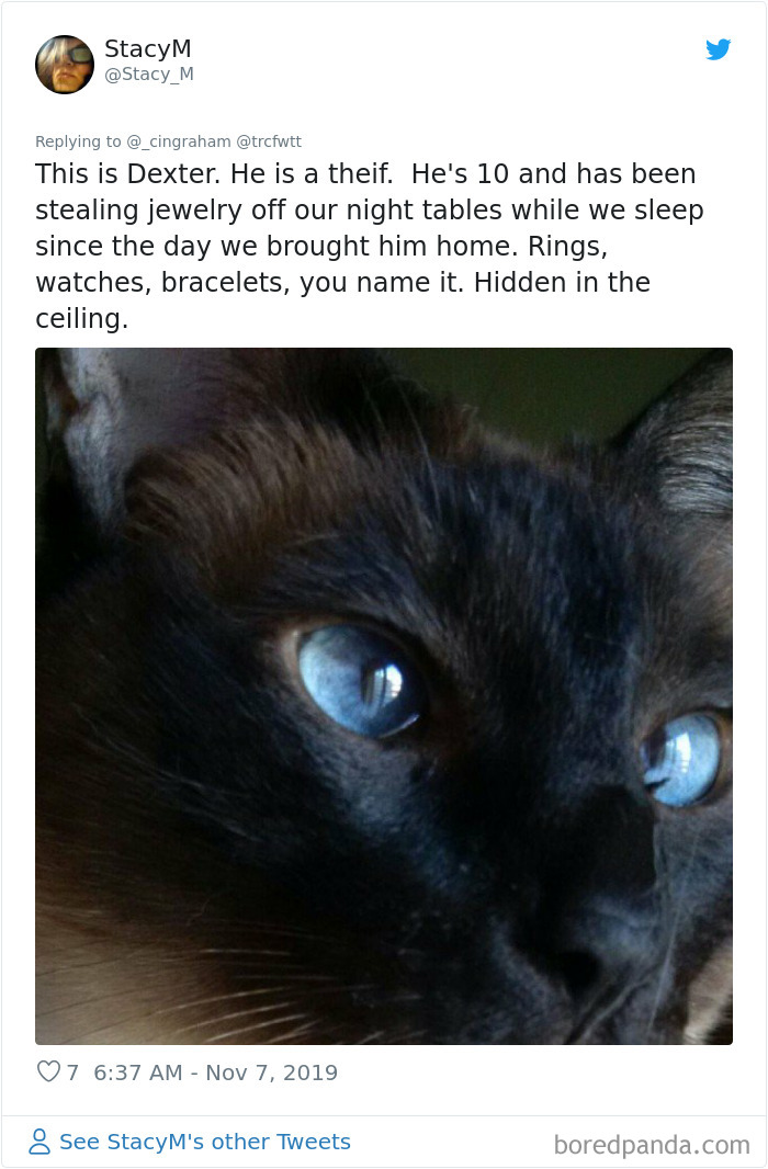 World-Worst-Cats-Christopher-Ingraham