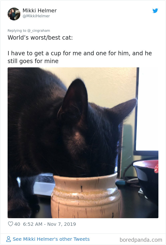 World-Worst-Cats-Christopher-Ingraham