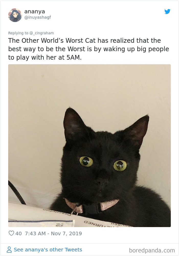 World-Worst-Cats-Christopher-Ingraham