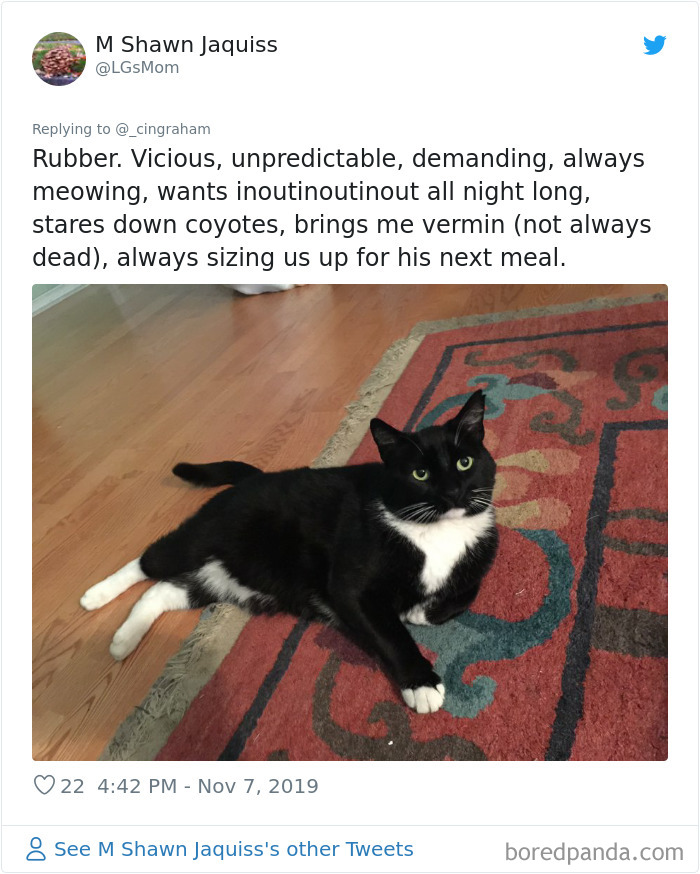 World-Worst-Cats-Christopher-Ingraham