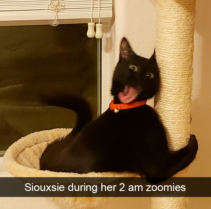 Cat-Snapchat-Funny
