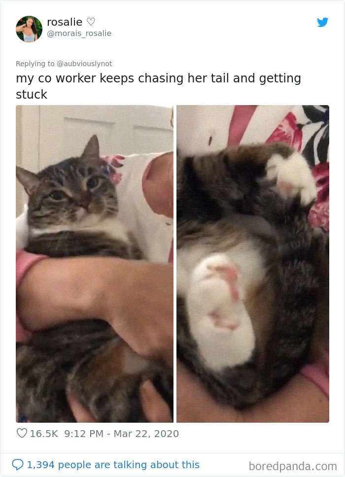 Working-From-Home-Quarantine-Pet-Co-Worker-Photos