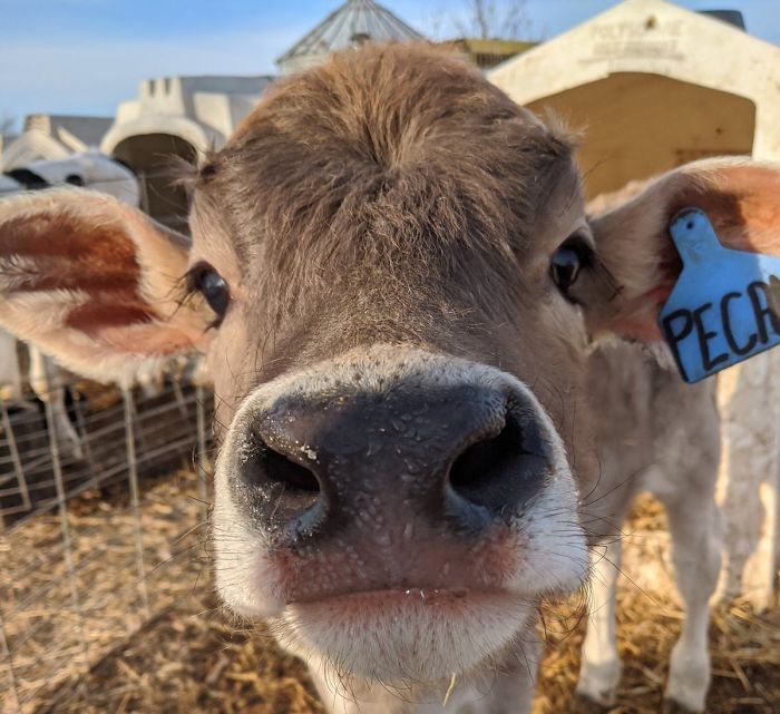 3rd January 2020 Pecan