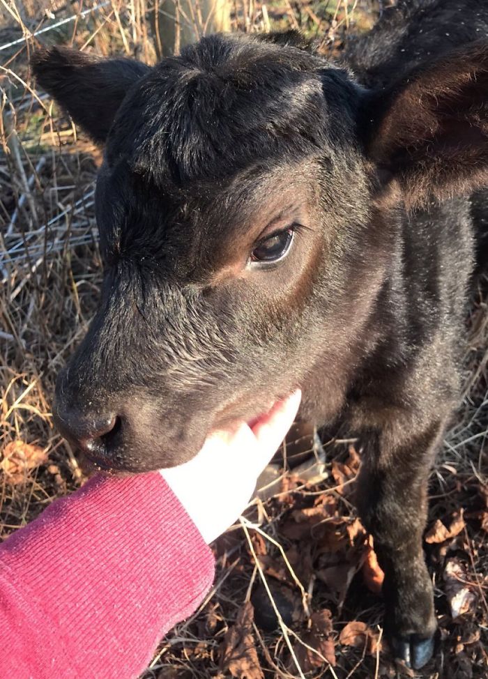 13th January 2020 Hugh Heifer (A Real Playboy)